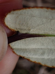 Celmisia cordatifolia