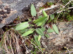 Celmisia cordatifolia