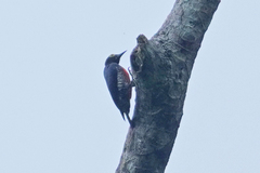 Melanerpes cruentatus