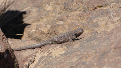 Liolaemus lonquimayensis