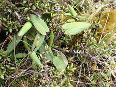 Celmisia cordatifolia