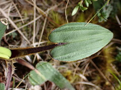 Celmisia cordatifolia