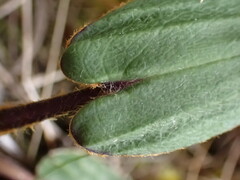 Celmisia cordatifolia