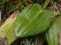 Celmisia cordatifolia