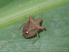 Euschistus cornutus