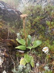 Celmisia cordatifolia