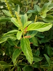 Acalypha communis