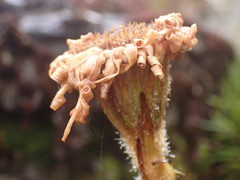 Celmisia cordatifolia