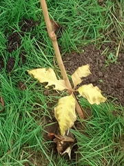 Quercus rubra