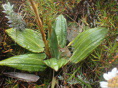 Celmisia cordatifolia