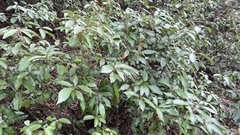 Croton cascarilloides