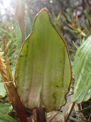 Celmisia cordatifolia