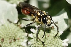 Sphex habenus