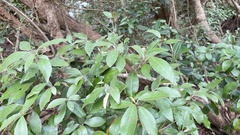 Croton cascarilloides