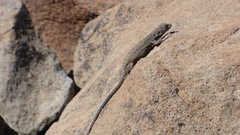 Liolaemus lonquimayensis