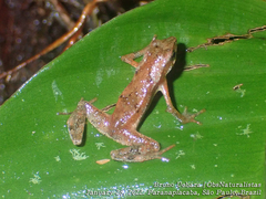 Dendrophryniscus leucomystax