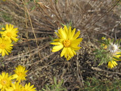 Xanthisma spinulosum pinnatifida