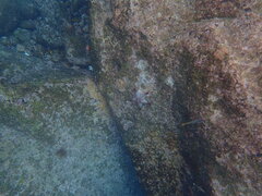 Pentaceraster cumingi