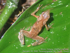 Dendrophryniscus leucomystax