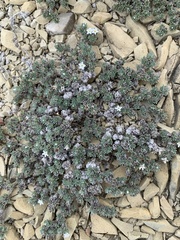 Euploca confertifolia