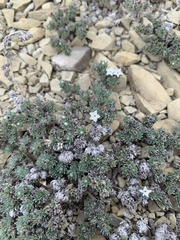 Euploca confertifolia