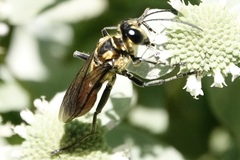 Sphex habenus
