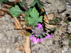Glandularia canadensis