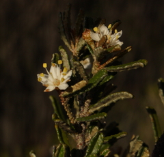 Phebalium megaphyllum