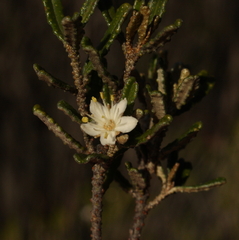 Phebalium megaphyllum