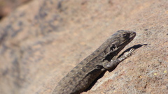 Liolaemus lonquimayensis