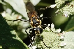 Sphex habenus