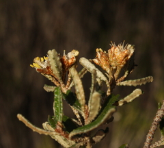 Phebalium megaphyllum