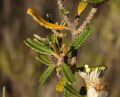 Phebalium megaphyllum