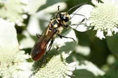 Sphex habenus
