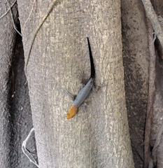 Gonatodes albogularis fuscus