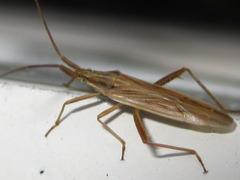 Stenodema calcarata