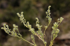 Cryptantha recurvata