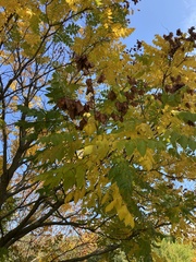 Koelreuteria paniculata