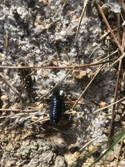 Carabus