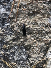 Carabus