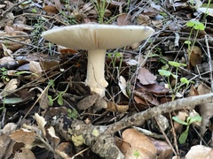 Amanita ocreata
