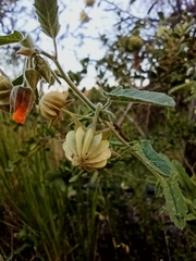 Gaya parviflora