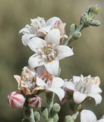 Philotheca tomentella