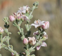 Philotheca tomentella