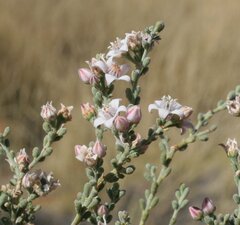 Philotheca tomentella