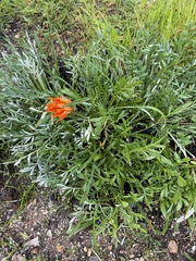 Gazania