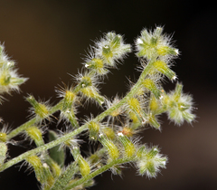 Cryptantha recurvata