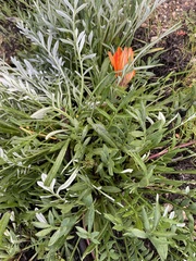 Gazania