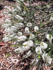 Melaleuca lanceolata