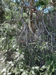 Melaleuca lanceolata